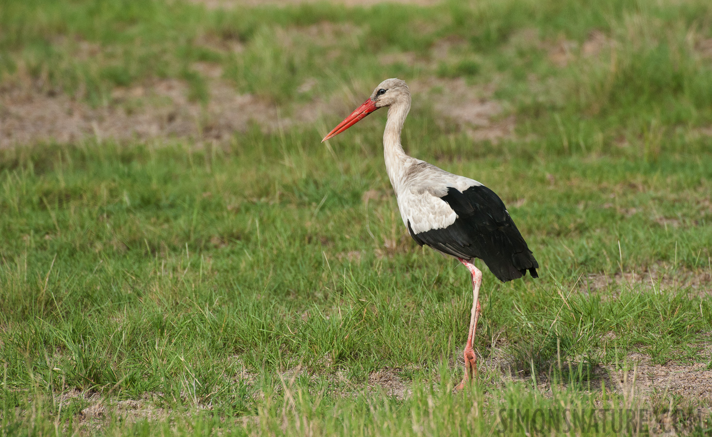 Ciconia ciconia ciconia [550 mm, 1/3200 Sek. bei f / 8.0, ISO 1600]